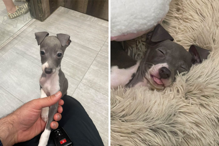 Two adorable puppies, one held gently and another sleeping peacefully on a soft fluffy blanket, cutest dogs ever.