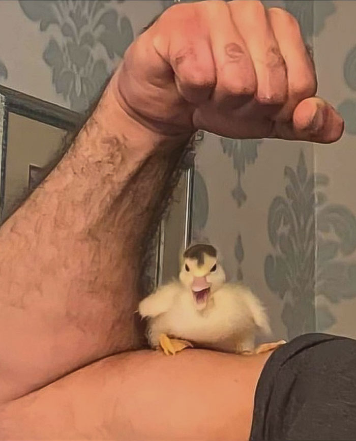 Cute duckling perched on a person's hand, showcasing its tiny features and fluffy plumage.