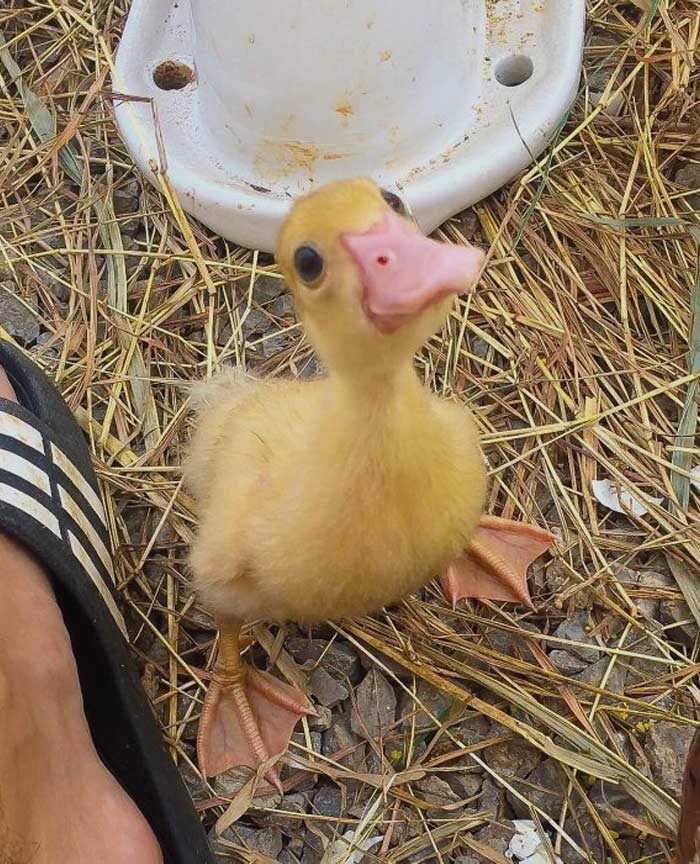 Yellow duckling on straw looking up, next to a foot in a sandal.