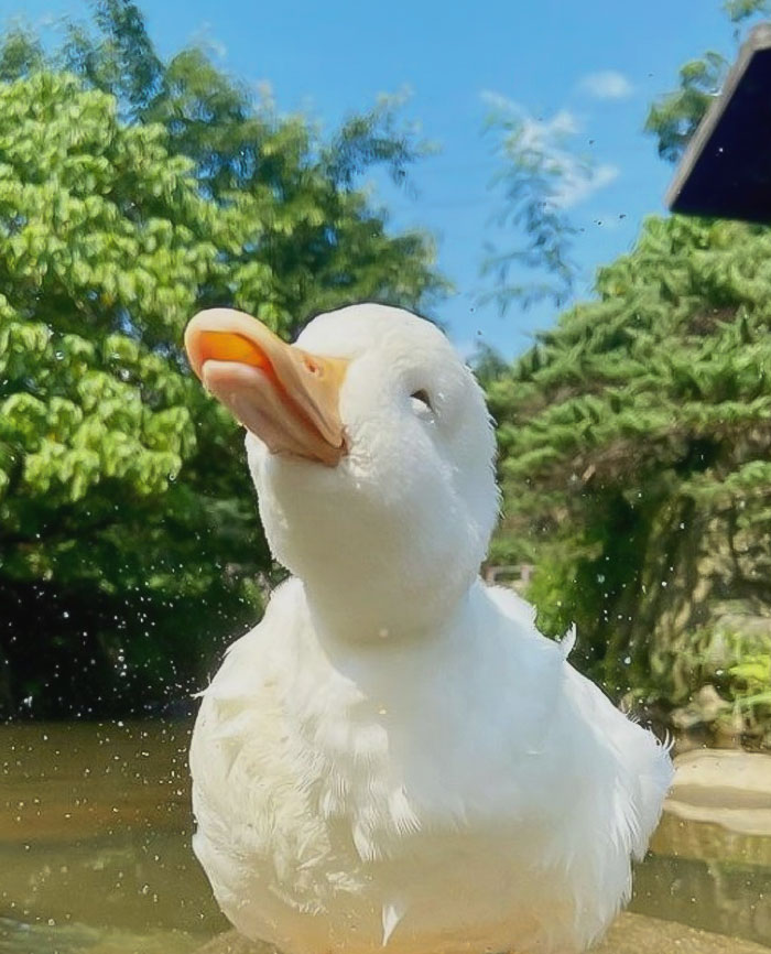 Wet white duck looking up with water droplets, surrounded by greenery and blue sky. Cute duck pic for aww moments.