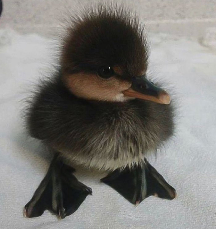 Cute dark duckling gazing intently with fluffy feathers on a light background.