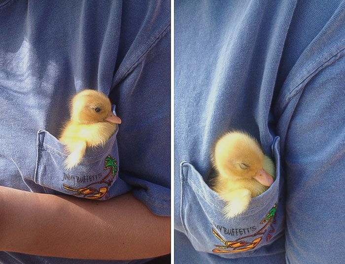 Cute yellow duckling snugly nestled in a blue shirt pocket.