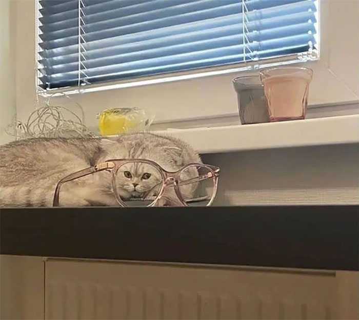 30 Hilariously Goofy Animals To Brighten Up Your Day (New Pics)