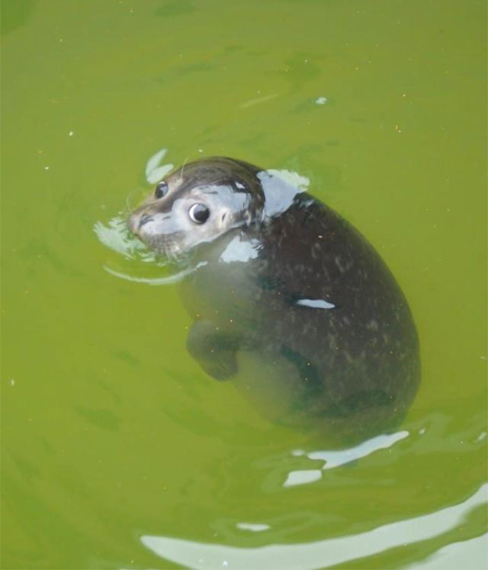 30 Hilariously Goofy Animals To Brighten Up Your Day (New Pics)