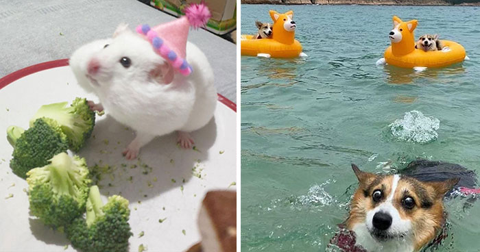 30 Animales graciosos que te alegrarán el día (nuevas fotos)