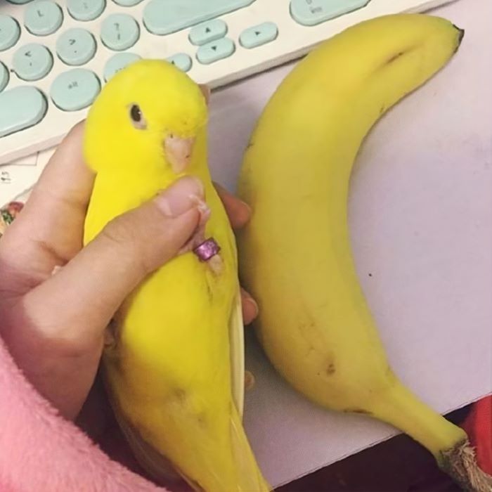 Why Is My Banana Making Weird Sounds?