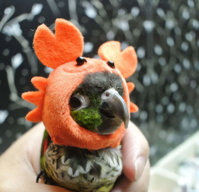 Someone's In A Crabby Mood Today