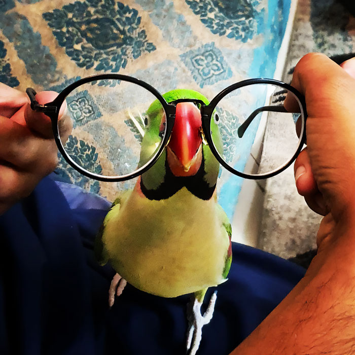 Einstein Parrot