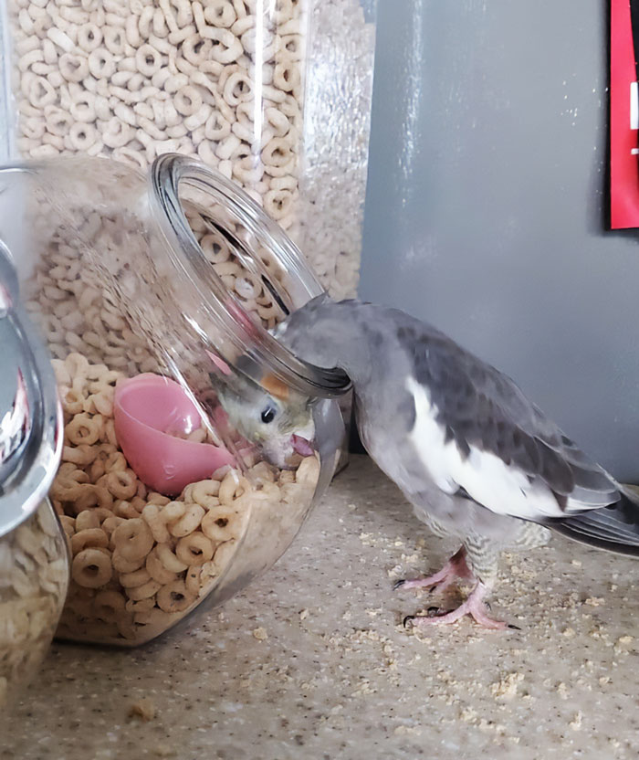 Who Works Hard Gets The Cheerios