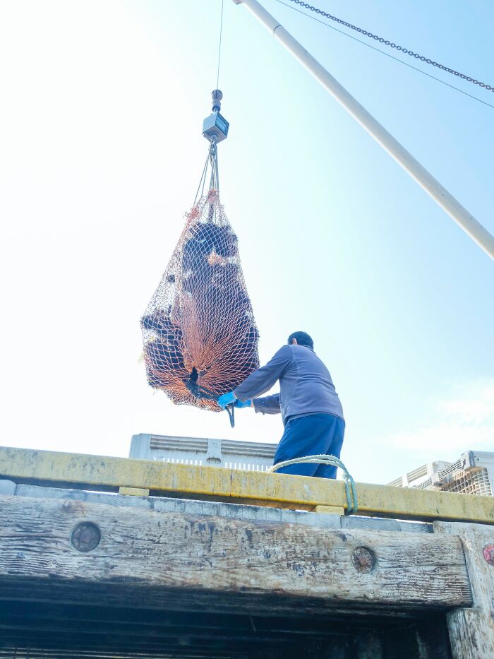 Fisherman lifting a large catch in a net from the ocean, highlighting creepy facts about the ocean creatures and depths. - 3
