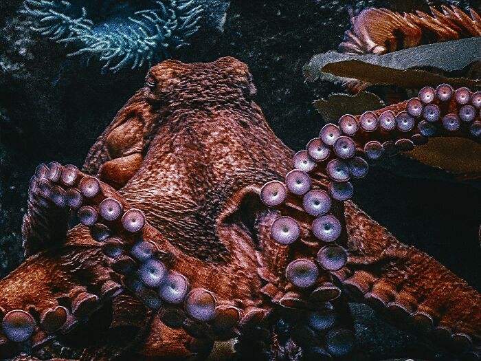 Close-up of a large octopus underwater highlighting creepy facts about the ocean’s mysterious creatures and environment. - 7