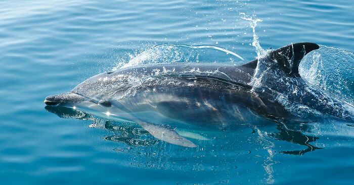Dolphin swimming near the surface of the ocean with water splashing, illustrating creepy facts about the ocean. - 25