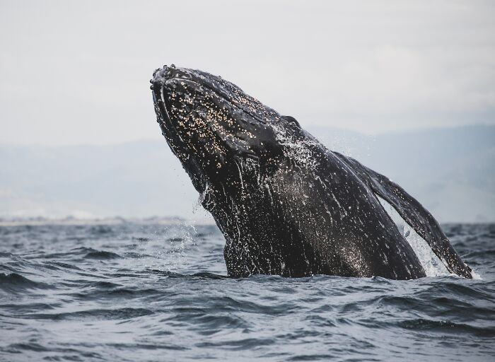 Humpback whale breaching the ocean surface, illustrating some of the creepiest facts about the ocean’s mysterious depths. - 29