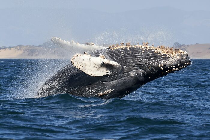 Humpback whale breaching the ocean surface with barnacles on its head against a distant coastline background. - 4