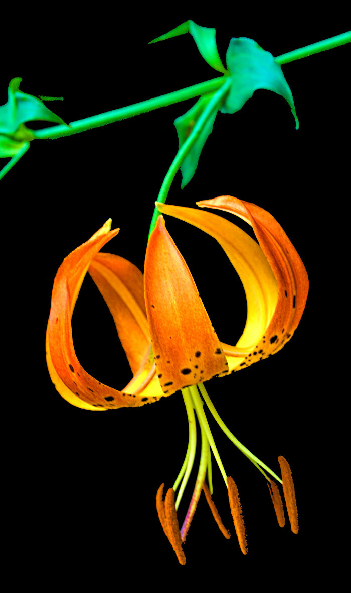 Tiger Lily?