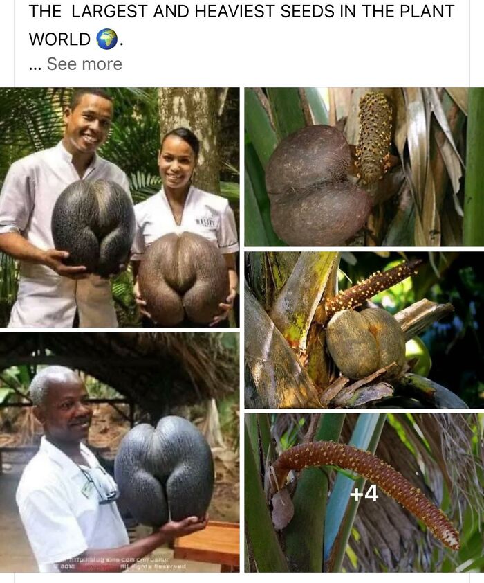 Them Seeds Betta Chill