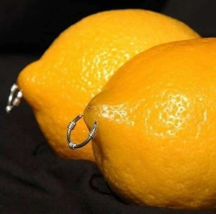 Two lemons with silver nose rings, showcasing one of the worst examples of food with threatening auras.