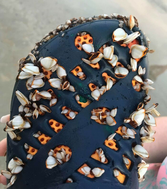 Barnacle Croc Found On The Beach