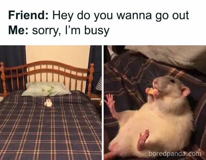 Funny-Introvert-Memes-Jokes