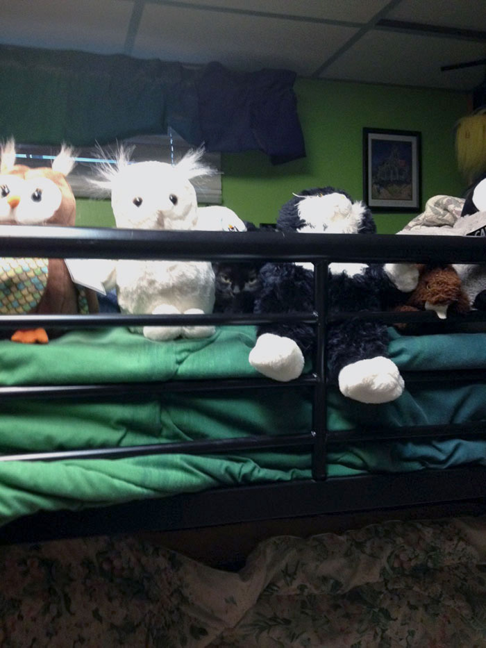 My Cat Hiding Among The Stuffed Animals