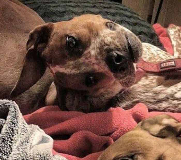 It Took Me 5 Minutes To Understand This Not-Disturbing Photo