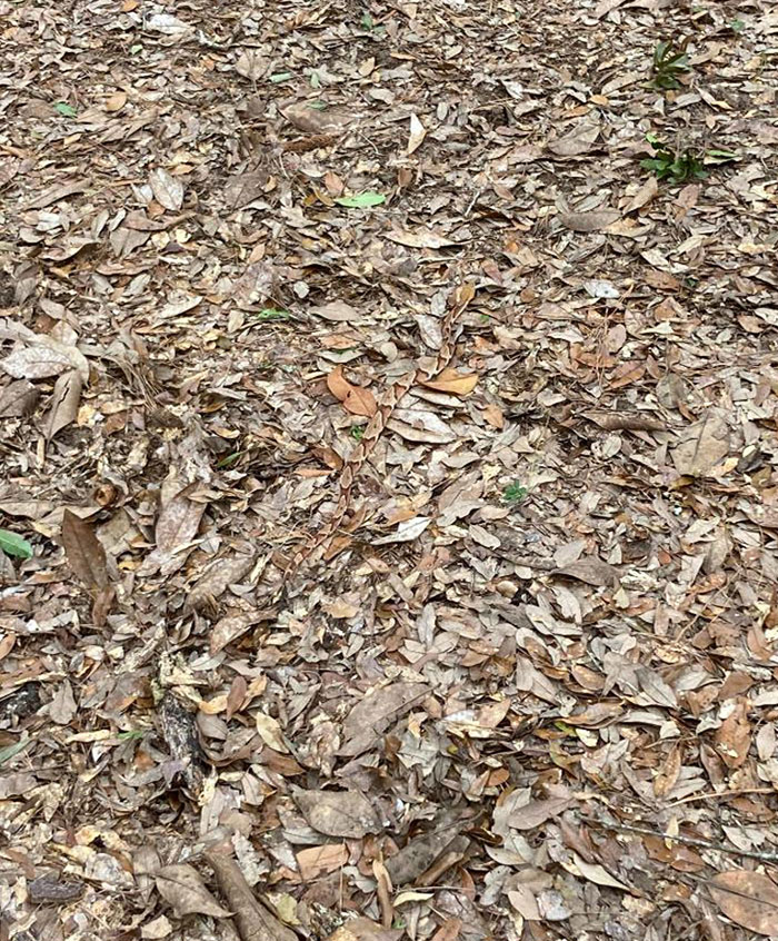 Blursed Fall (Look Closely In The Middle Of The Picture)