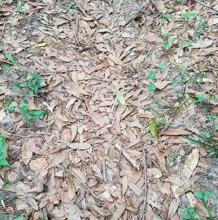 The Reason Why You Need To Watch Every Step You Take When Out In The Woods