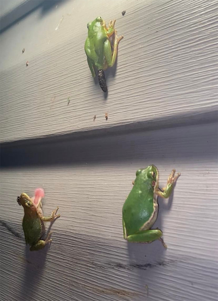 I Think They Nailed The Family Photo