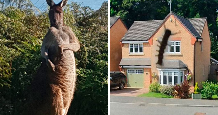 50 Times People Failed At Photographing Wildlife So Hilariously, They Just Had To Share These Pics Online (New Pics)