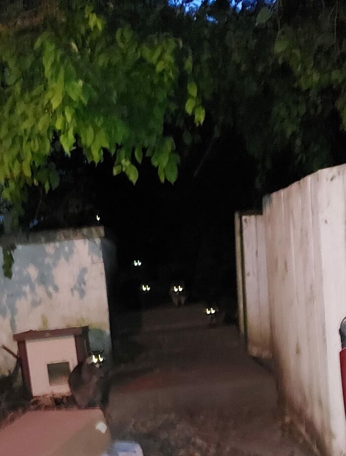 La llamo "Mapaches al amanecer"