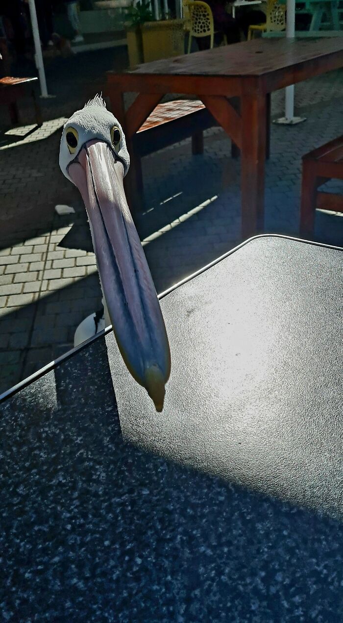 Uninvited Lunch Guest