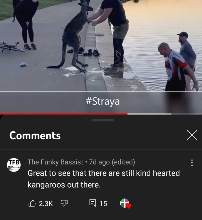 Kangaroo Shake Hands With Humans After Being Saved 