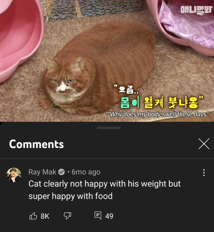 Cat Can't Accept The Fact That He's Fat