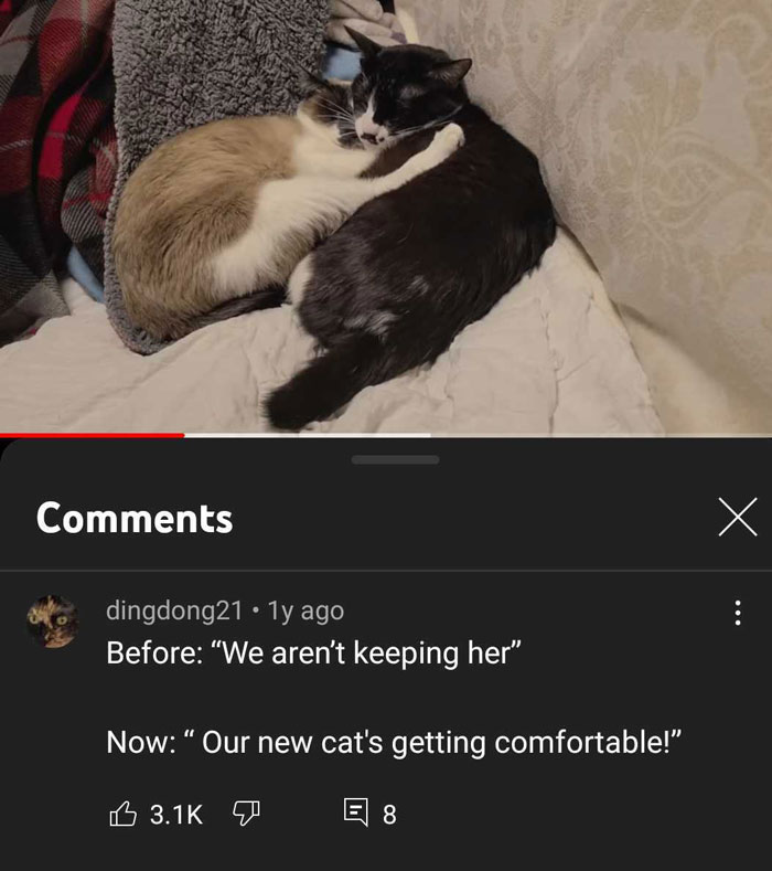 Our New Cat's Getting Comfortable