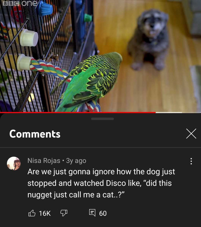 Meet Disco The Incredible Talking Budgie