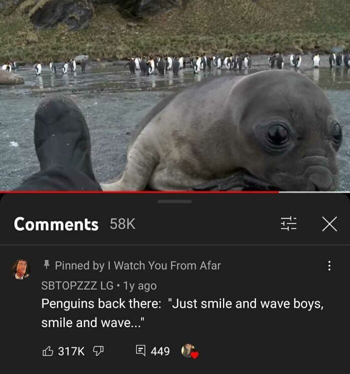 Curious Baby Seal Approaches Cameraman