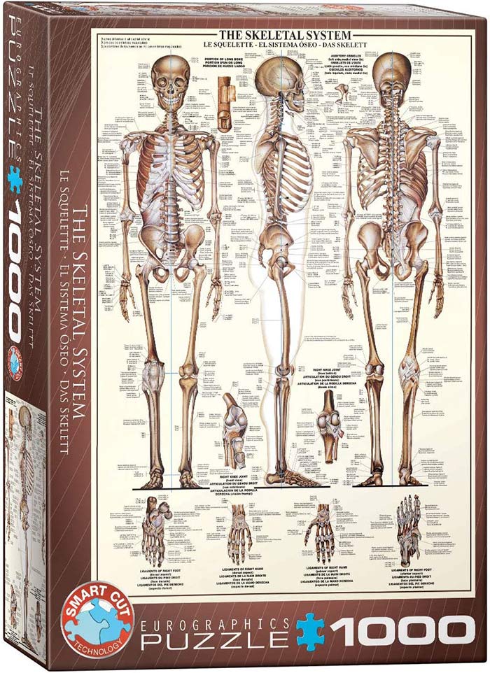 The Skeletal System