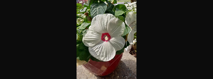 The Hibiscus On My Front Porch Bloomed!