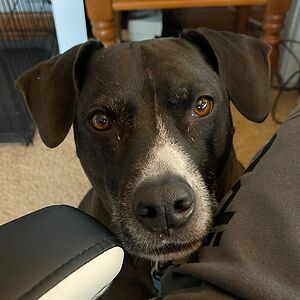 steveraddish_1 avatar