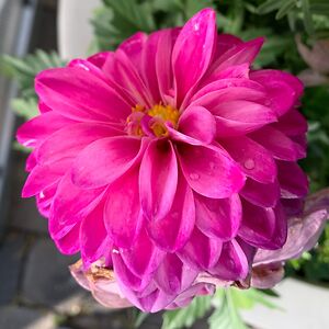 karinlinhardt avatar