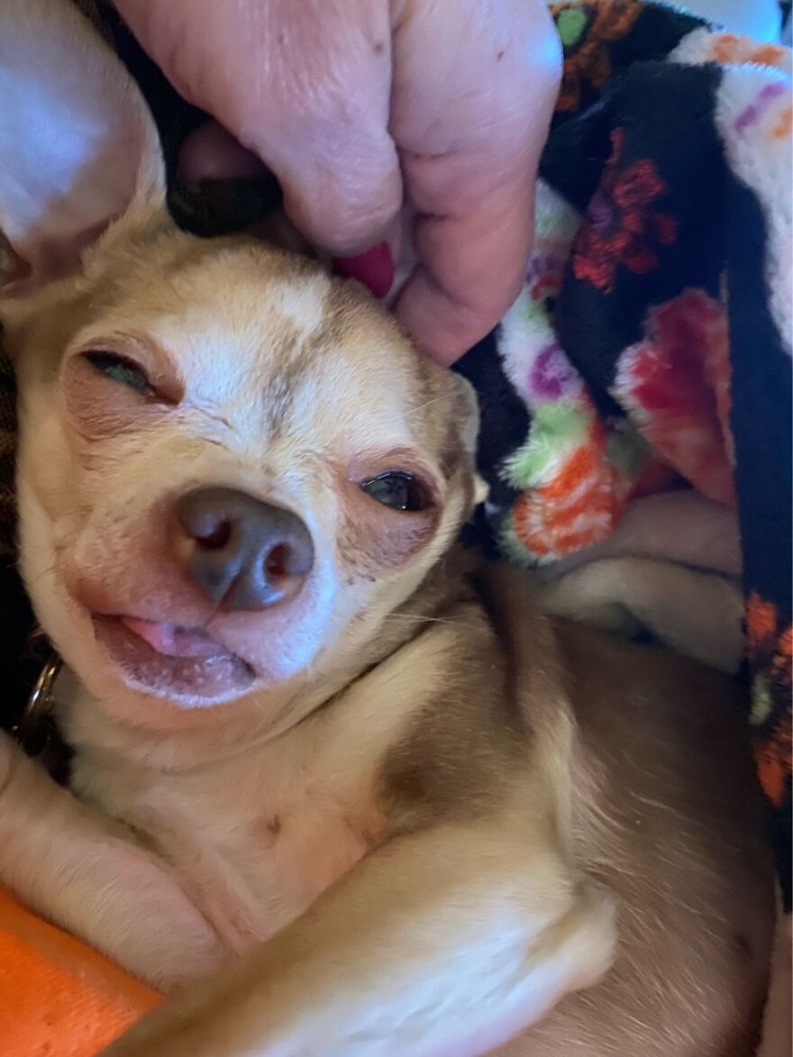 My Goofy Gatsby. He Will Be 12 In A Week And Looks Like He’s High All The Time (He’s Not, Fyi).