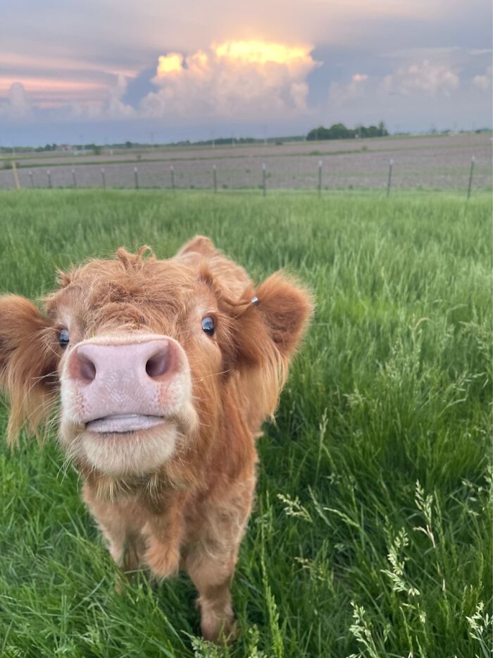 Coment Your Pet With A Caption Of What Their Saying