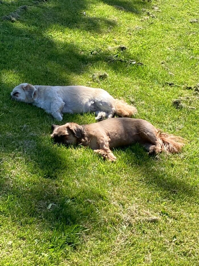 Siesta When The Energy Is Eaten By The Sun