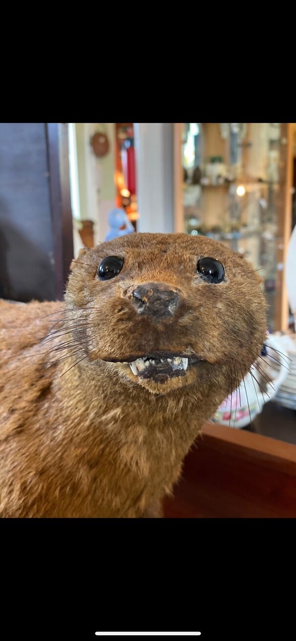 This Magnificent Beast. It’s A European Otter (Lutra Lutra) And Is Over 100 Yrs Old.
