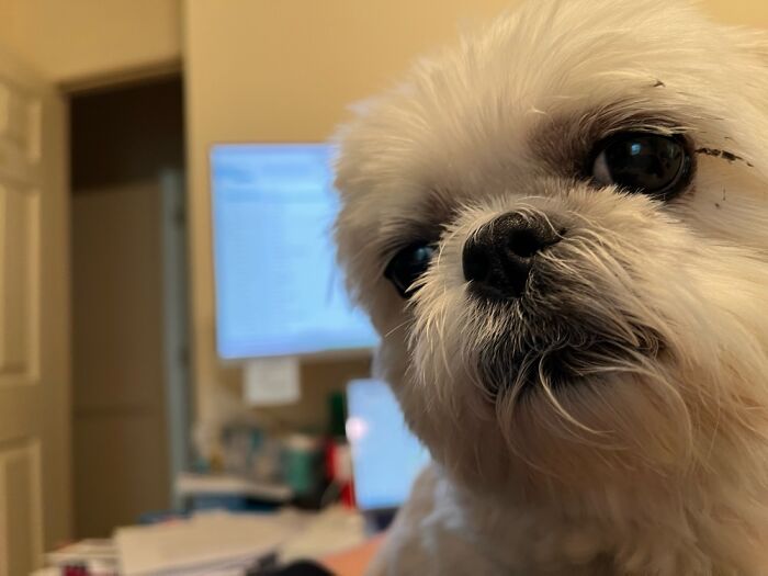 Our Beloved Fur Child