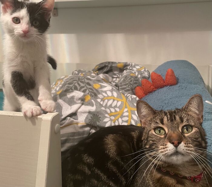 My Two Boys! The One On The Right Has Been With Me Since I Was 5 And Is 9 Years Old.