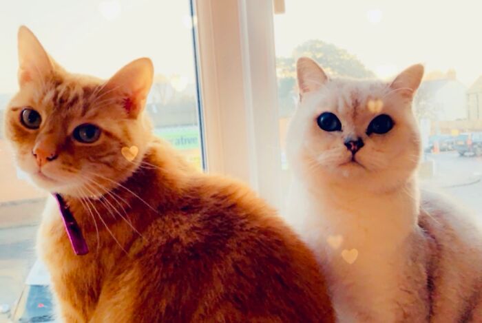 My Two Beautiful Boys. There Are No Words To Describe How Much I Miss Them!