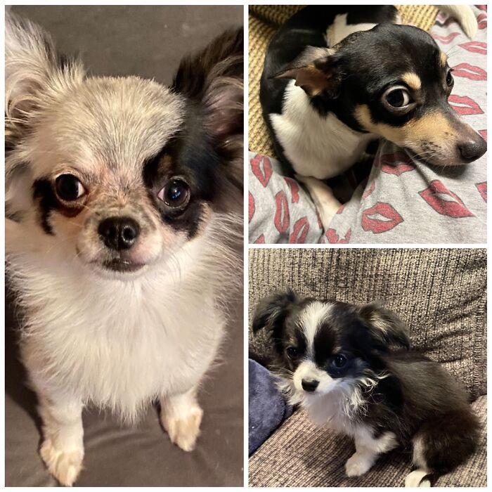 My Boys :) Artemis, Odin And Apollo