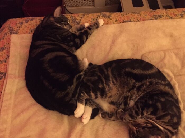 My Girls From The Same Litter - They Keep Me Grounded