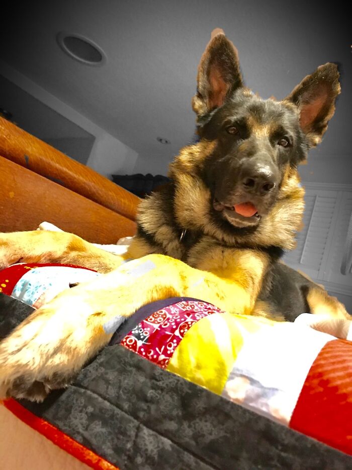 Quinn, A Big Upbeat Rascal, Is My Best Friend.